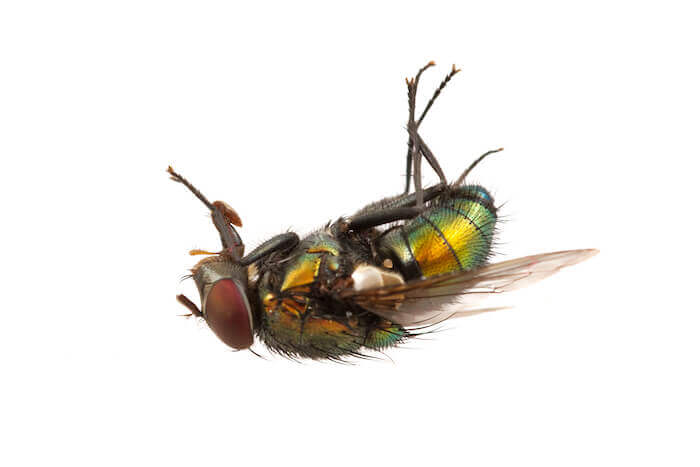 mosca-morta-mancanza-di-sonno